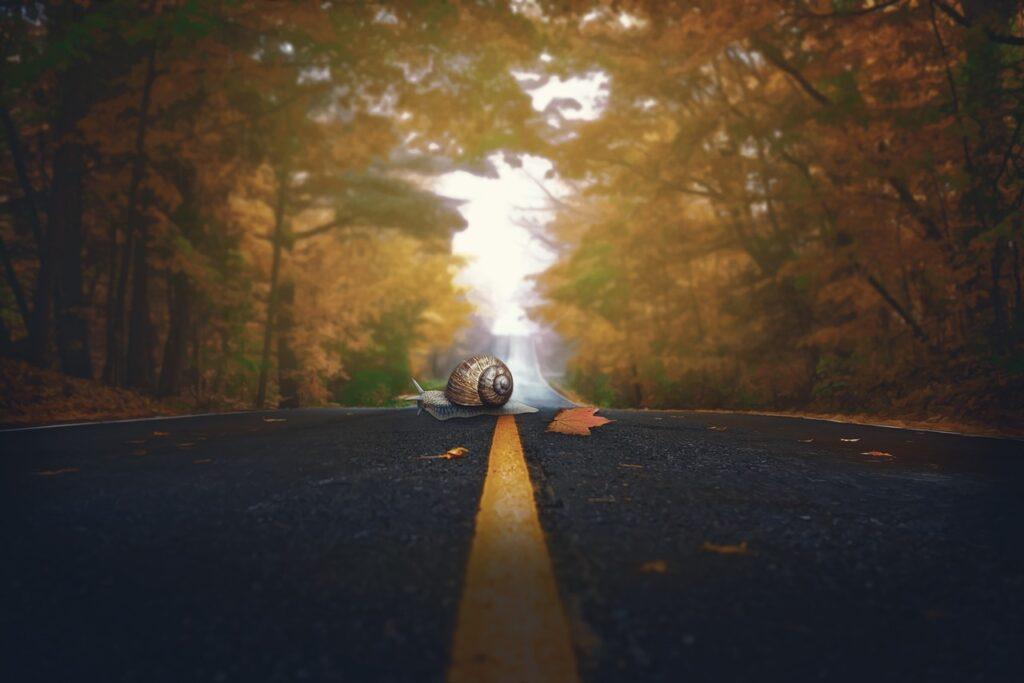 snail, fall, road, leaves, slide, shell, colour, seasons, molluscs, photo editing, nature, composing